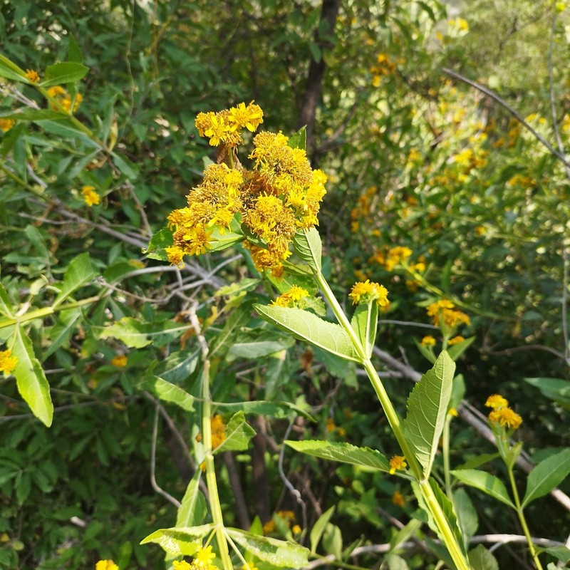 Verbesina ovata photo 2