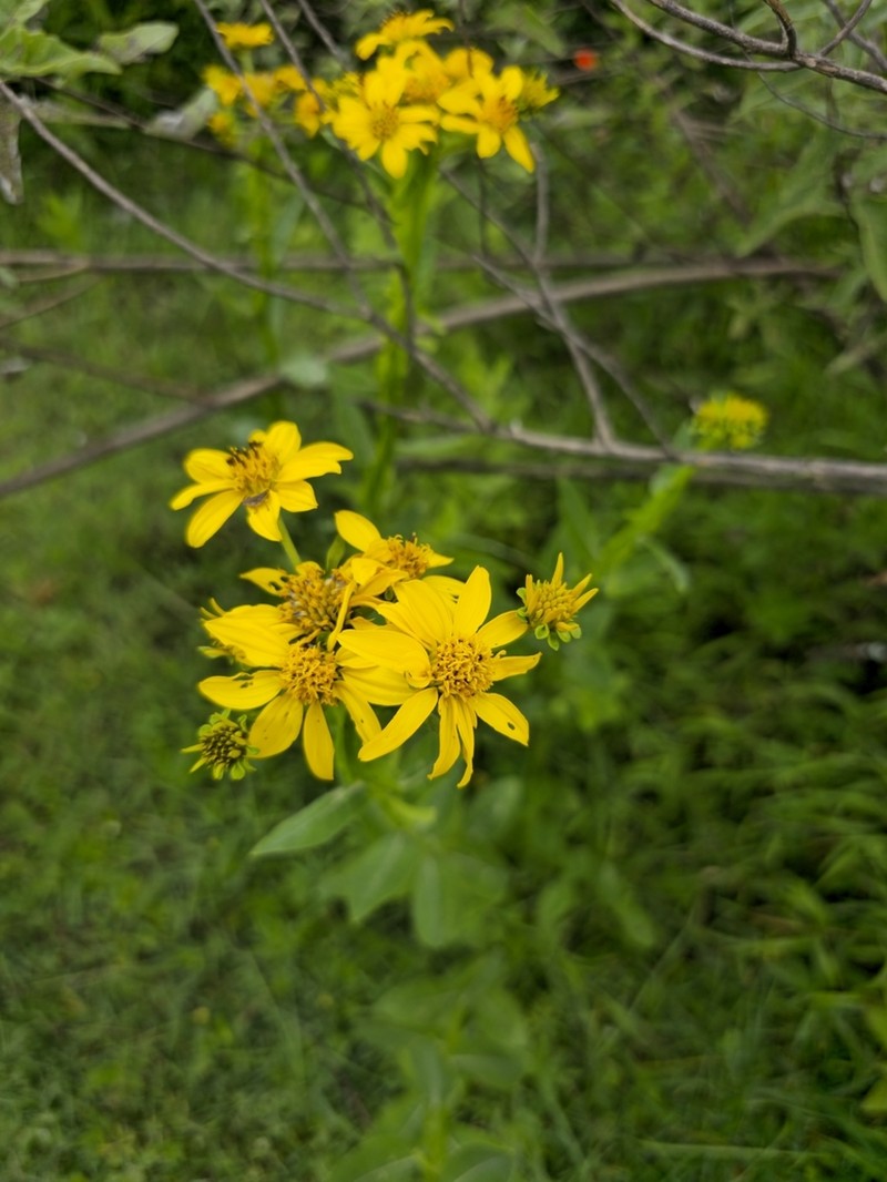 Verbesina ovata photo 3