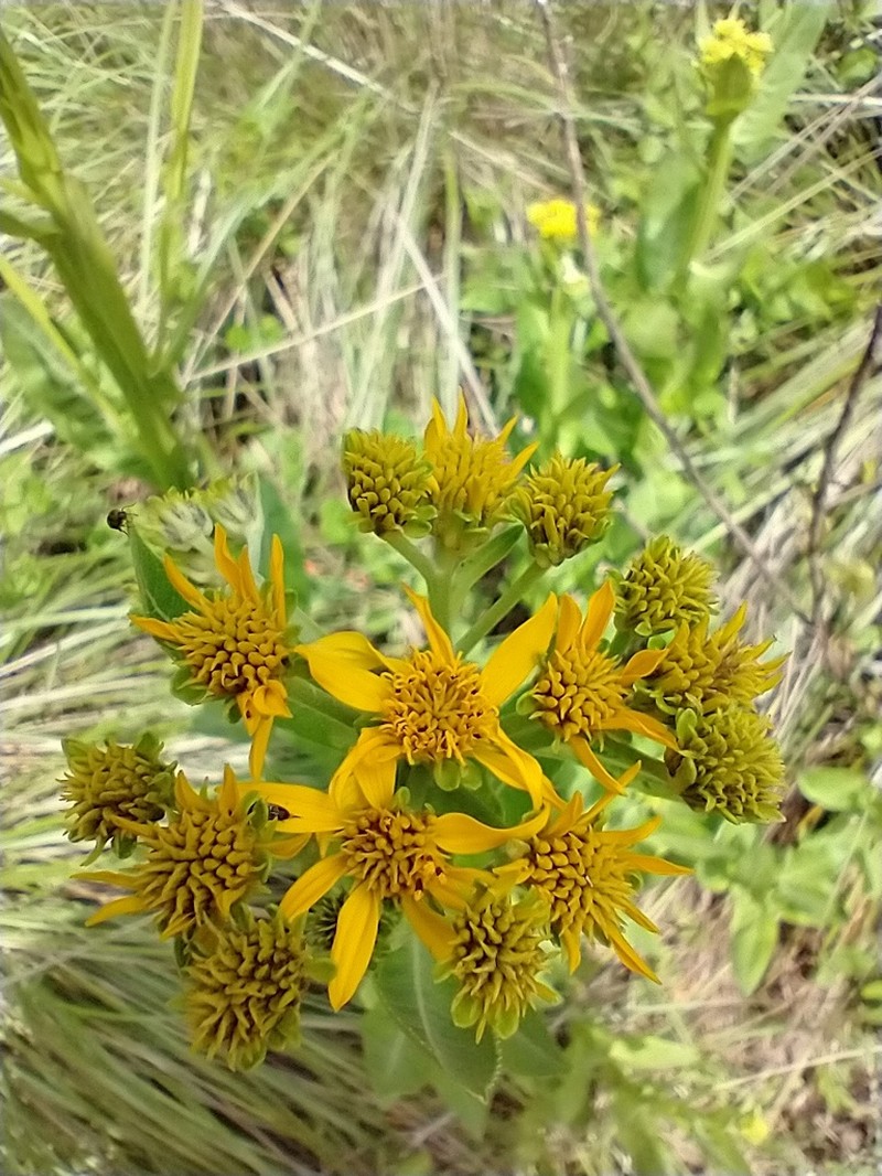 Verbesina ovata photo 4