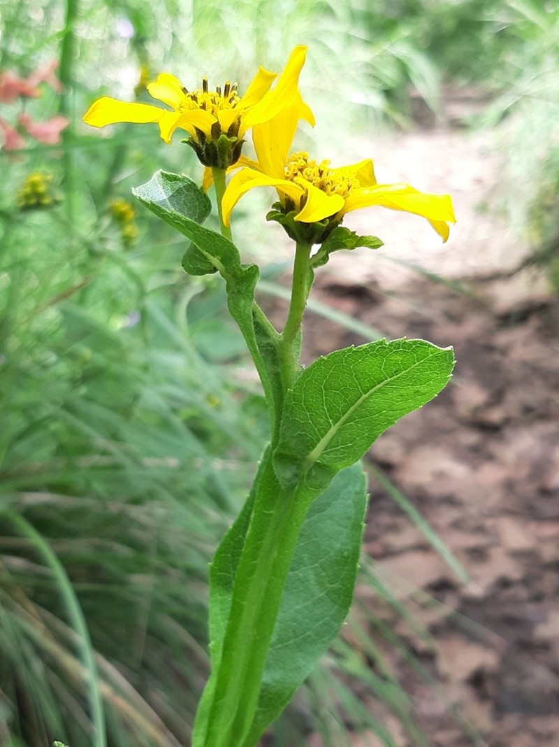 Verbesina ovata photo 5