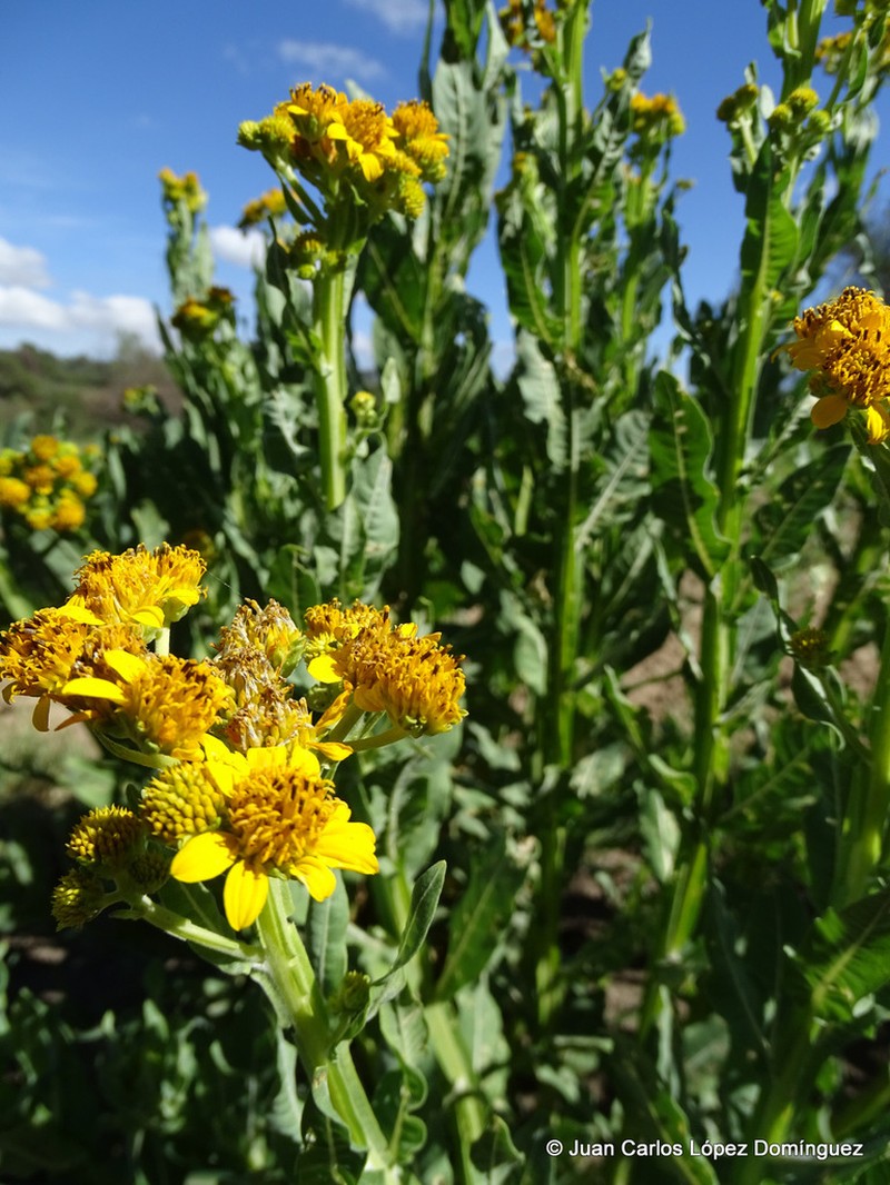 Verbesina ovata photo 7