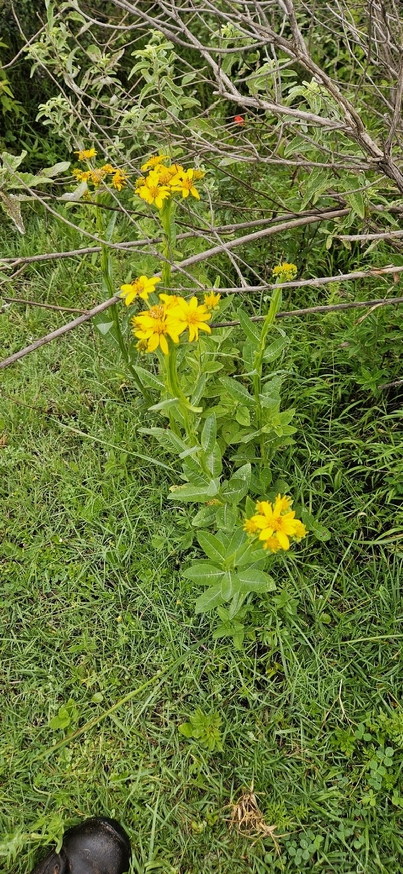 Verbesina ovata photo 8