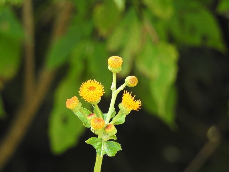 Verbesina ovatifolia