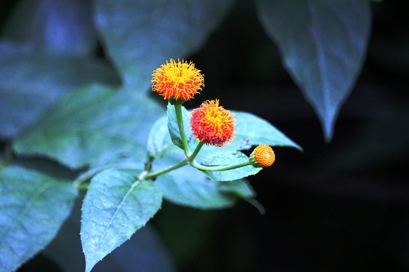 Verbesina ovatifolia photo 2