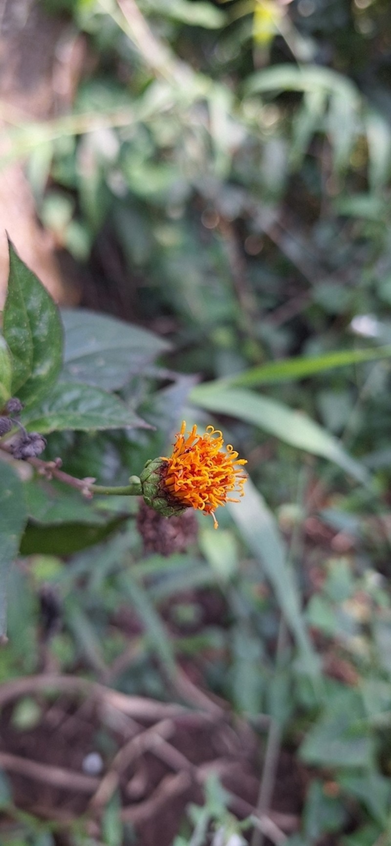 Verbesina ovatifolia photo 3