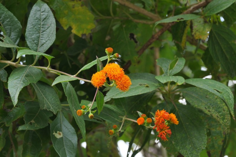 Verbesina ovatifolia photo 4