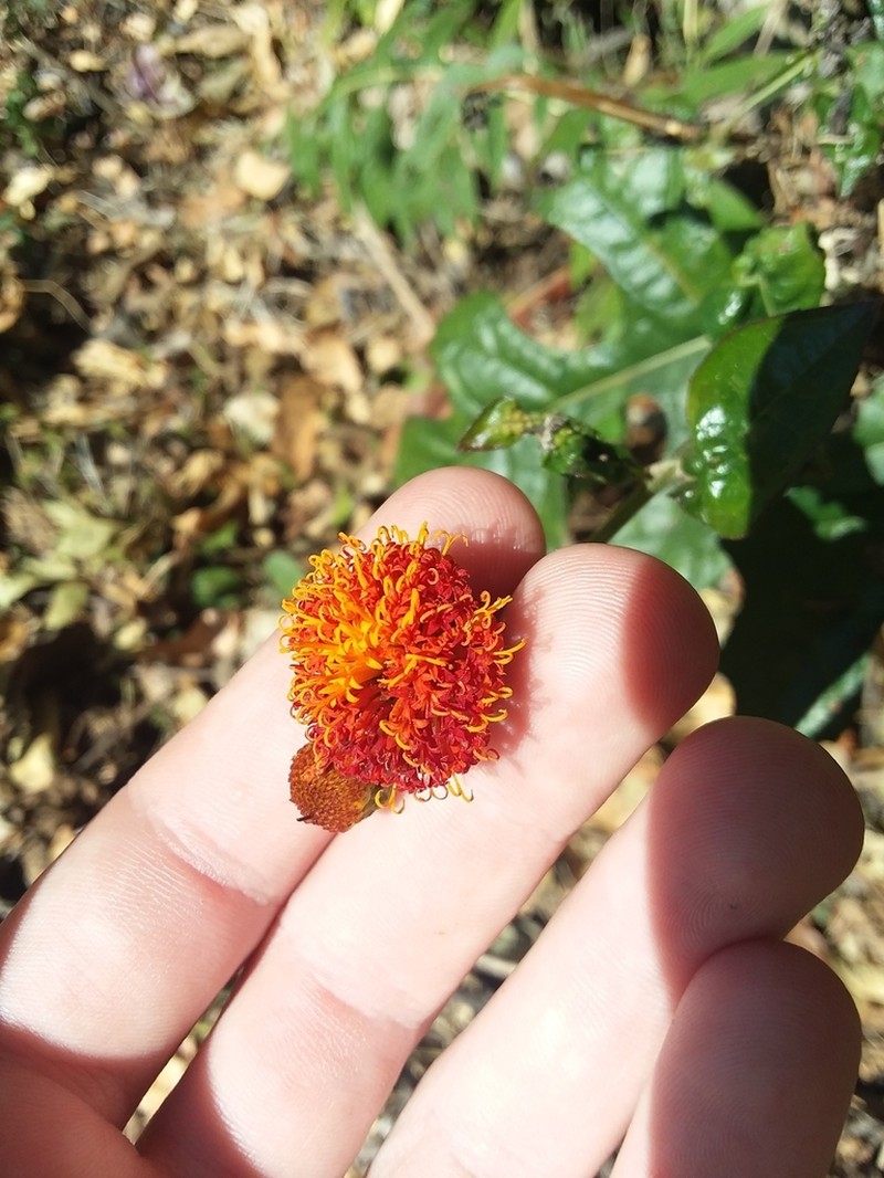 Verbesina ovatifolia photo 5