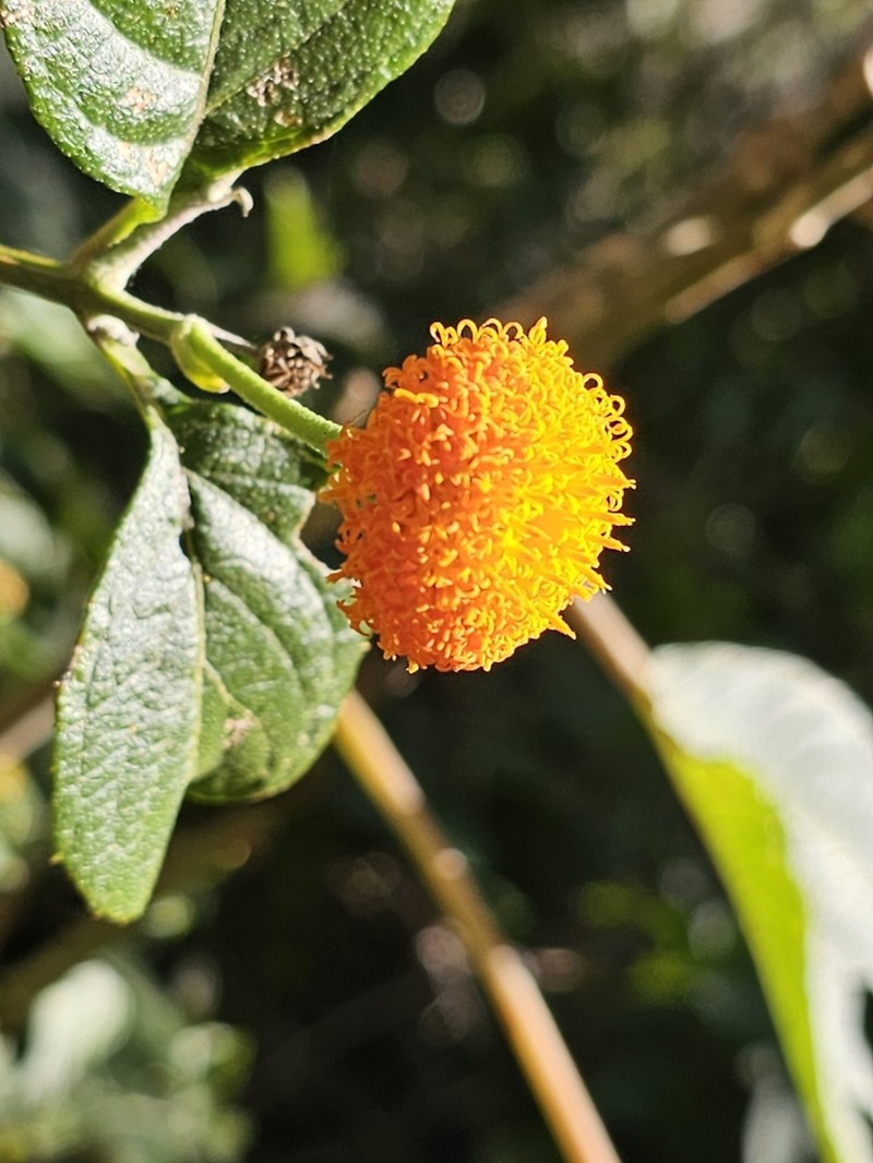 Verbesina ovatifolia photo 6