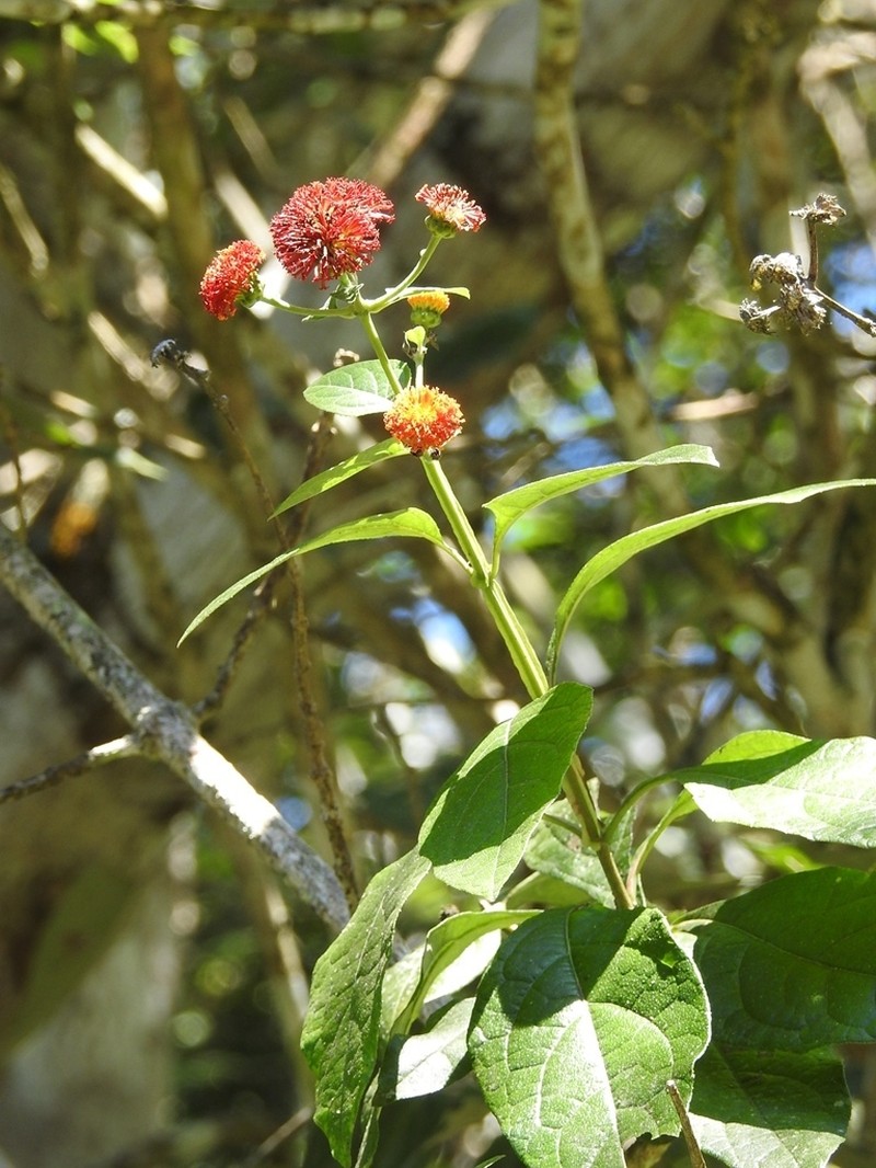 Verbesina ovatifolia photo 7