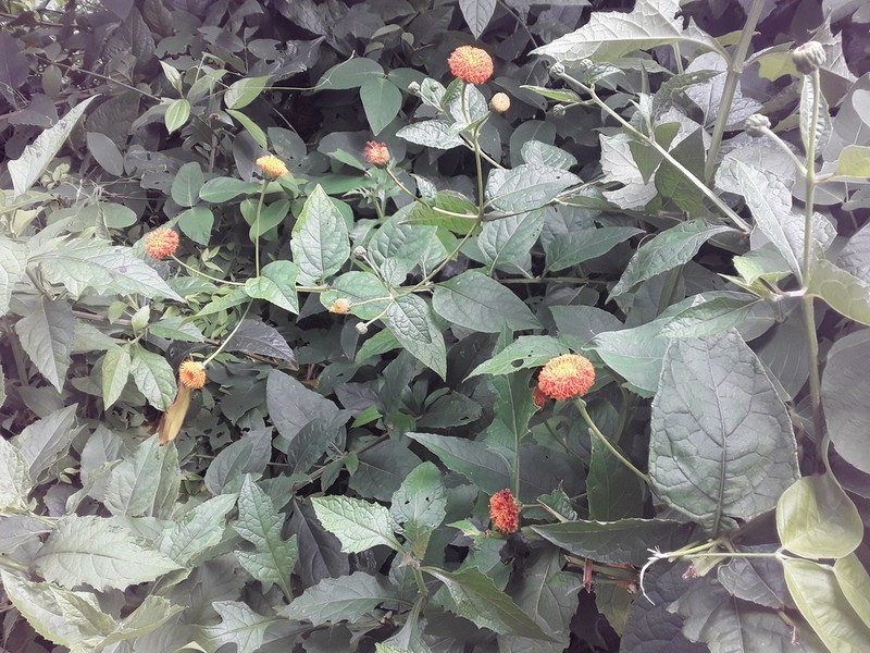 Verbesina ovatifolia photo 8