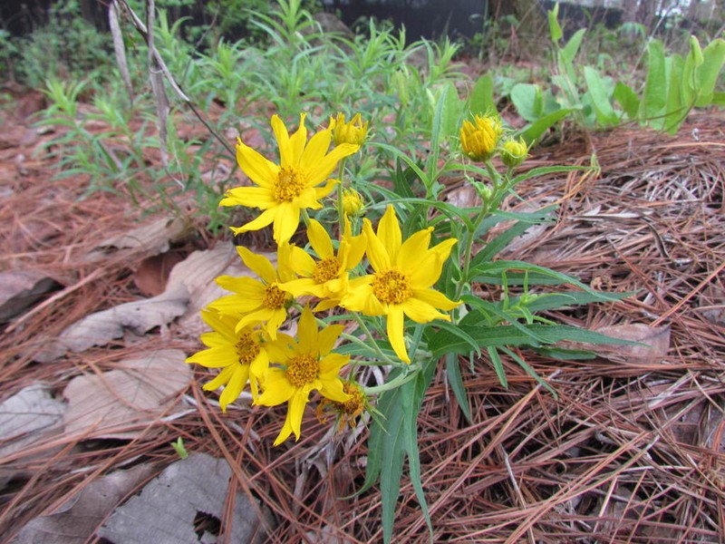 Verbesina oxylepis