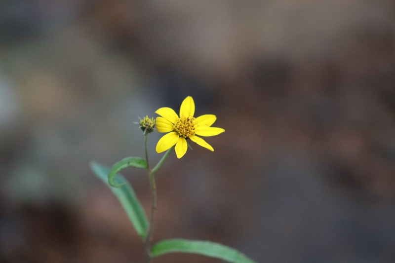Verbesina oxylepis photo 2