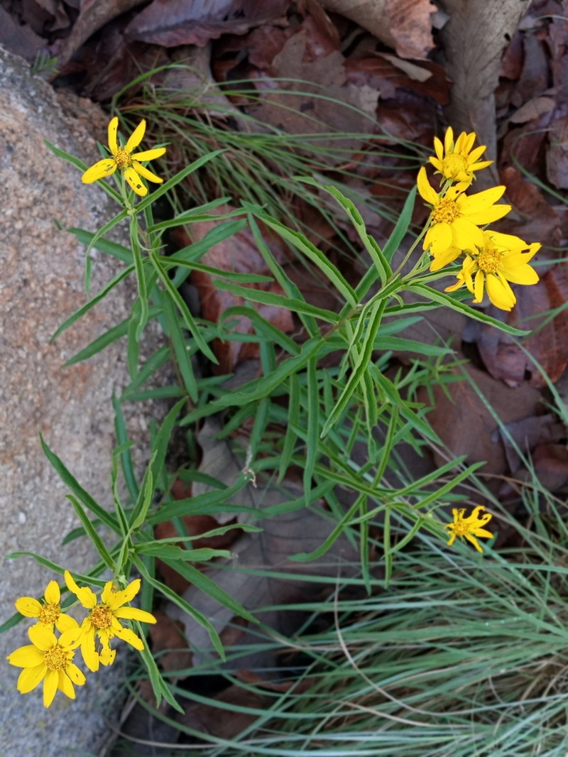 Verbesina oxylepis photo 3