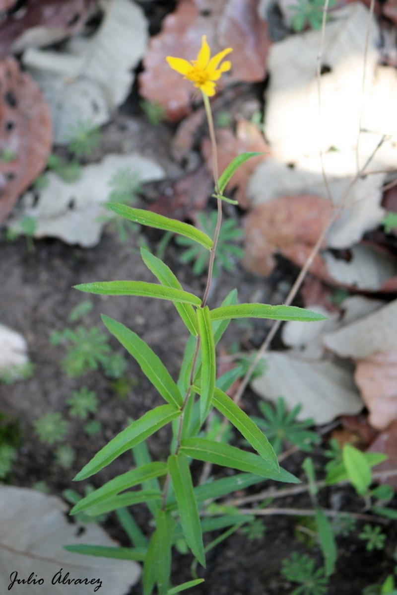 Verbesina oxylepis photo 5