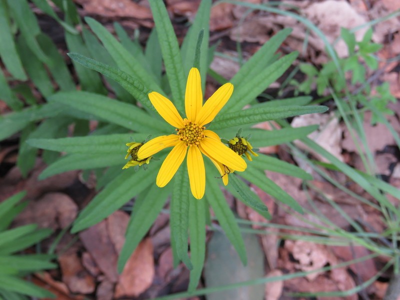 Verbesina oxylepis photo 8