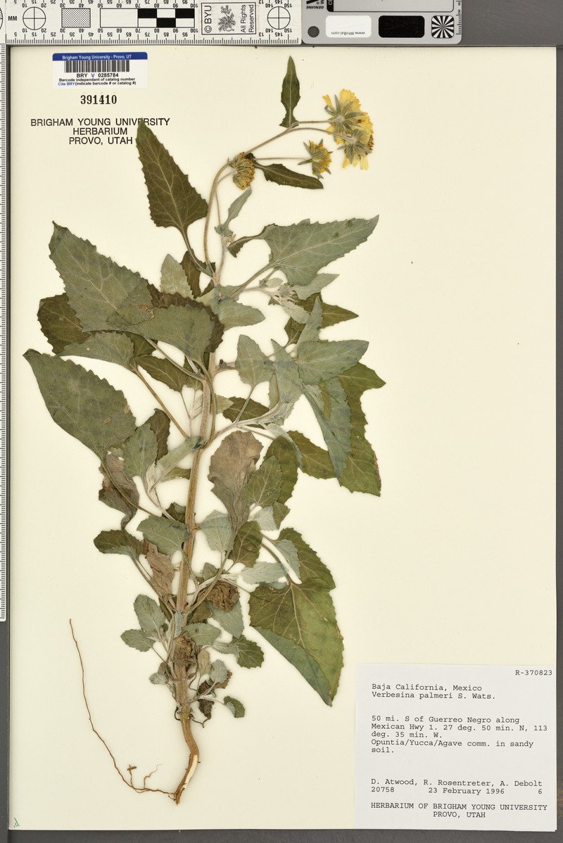 Verbesina palmeri photo 4