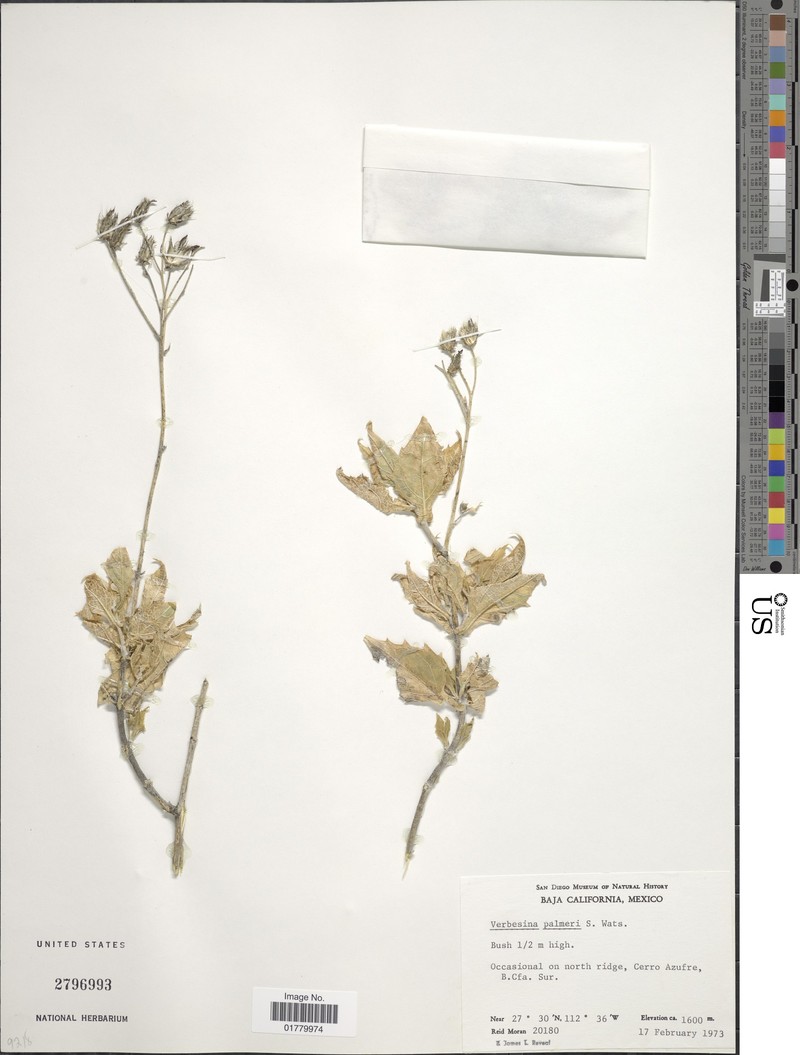 Verbesina palmeri photo 6