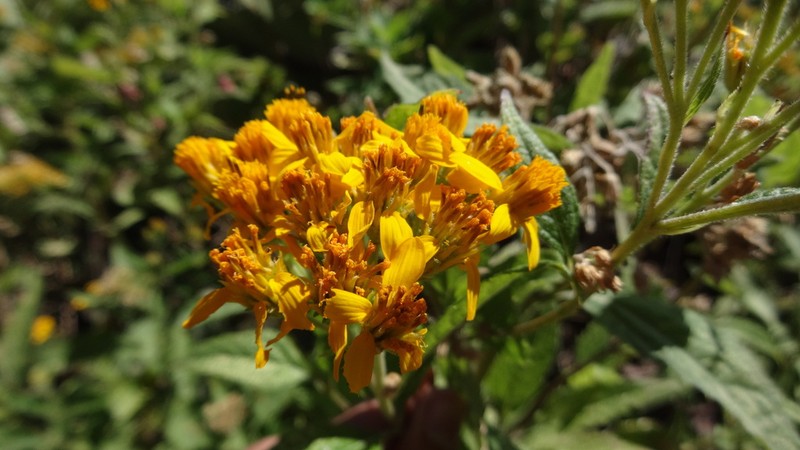 Verbesina papasquiara