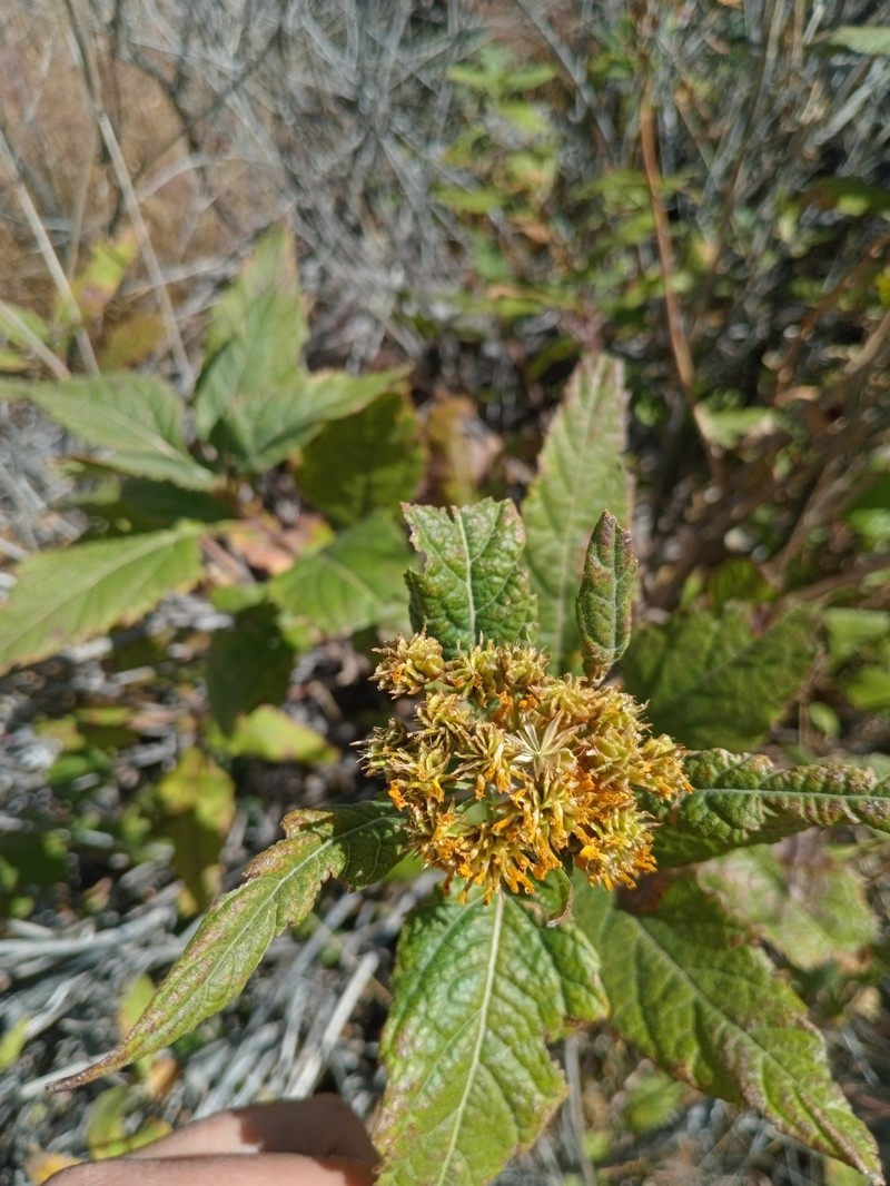 Verbesina papasquiara photo 3
