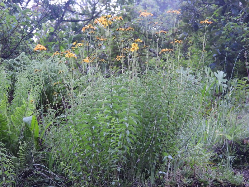 Verbesina parviflora photo 2