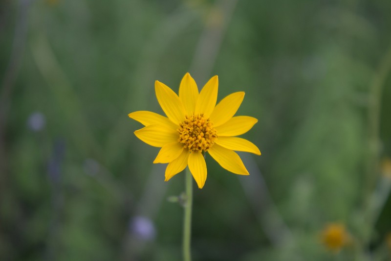 Verbesina parviflora photo 3