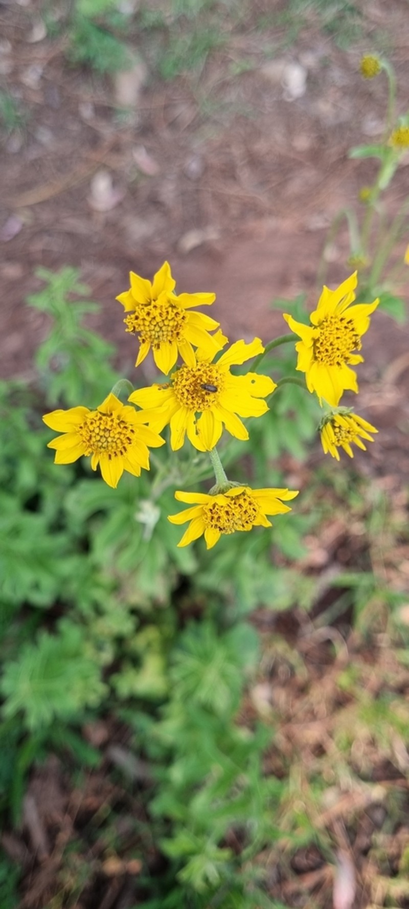 Verbesina parviflora photo 4