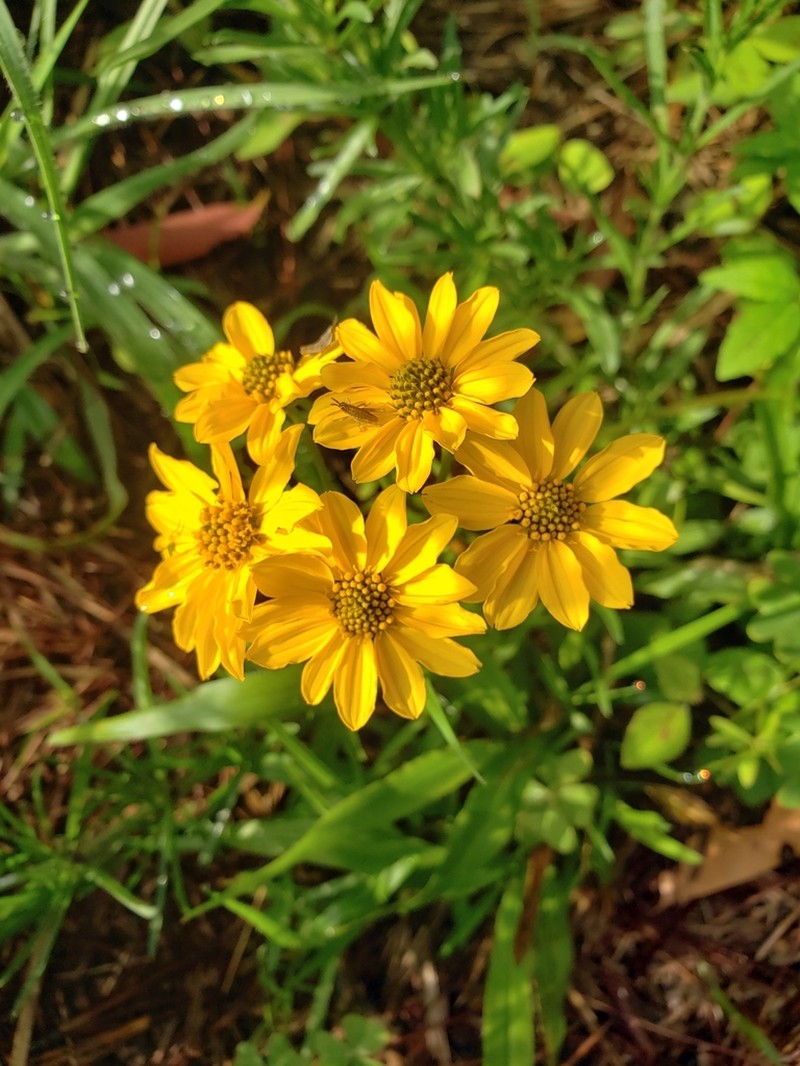 Verbesina parviflora photo 5