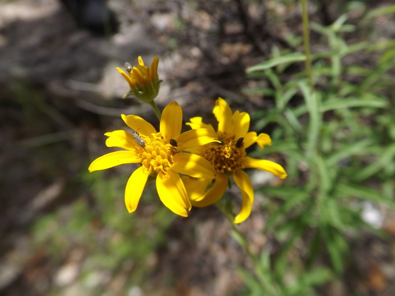 Verbesina parviflora photo 6