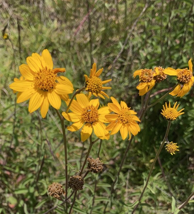 Verbesina parviflora photo 7