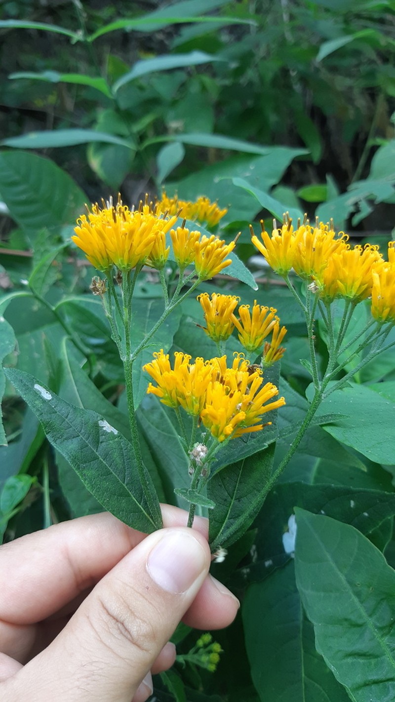 Verbesina pauciflora