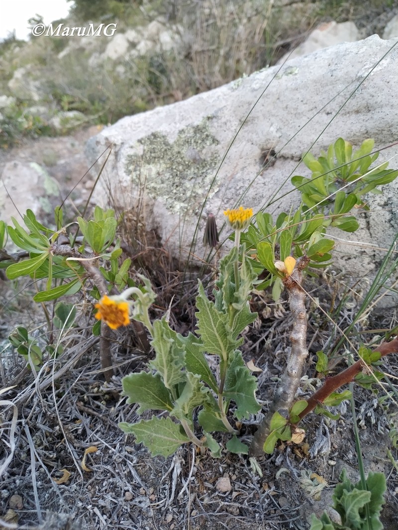 Verbesina pedunculosa