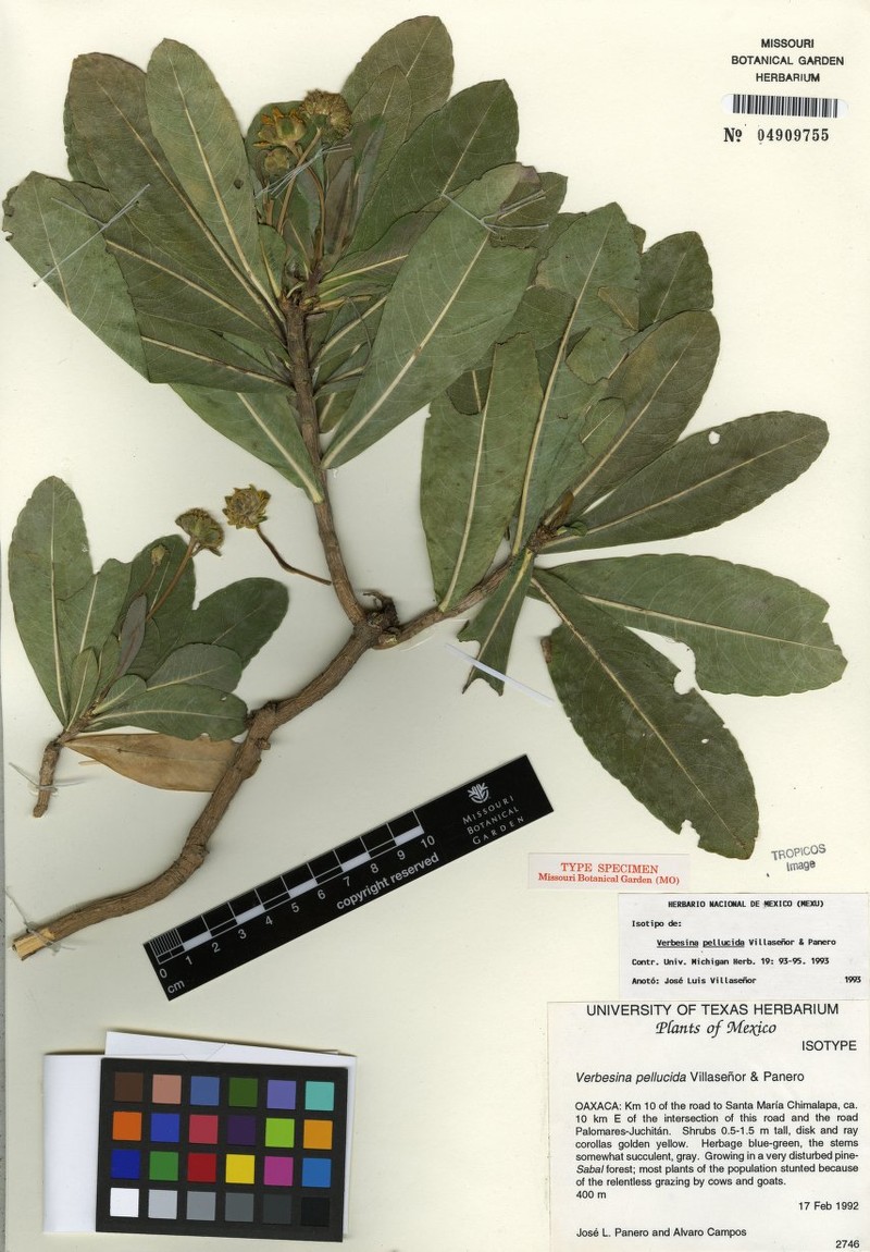 Verbesina pellucida
