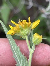 Verbesina peninsularis
