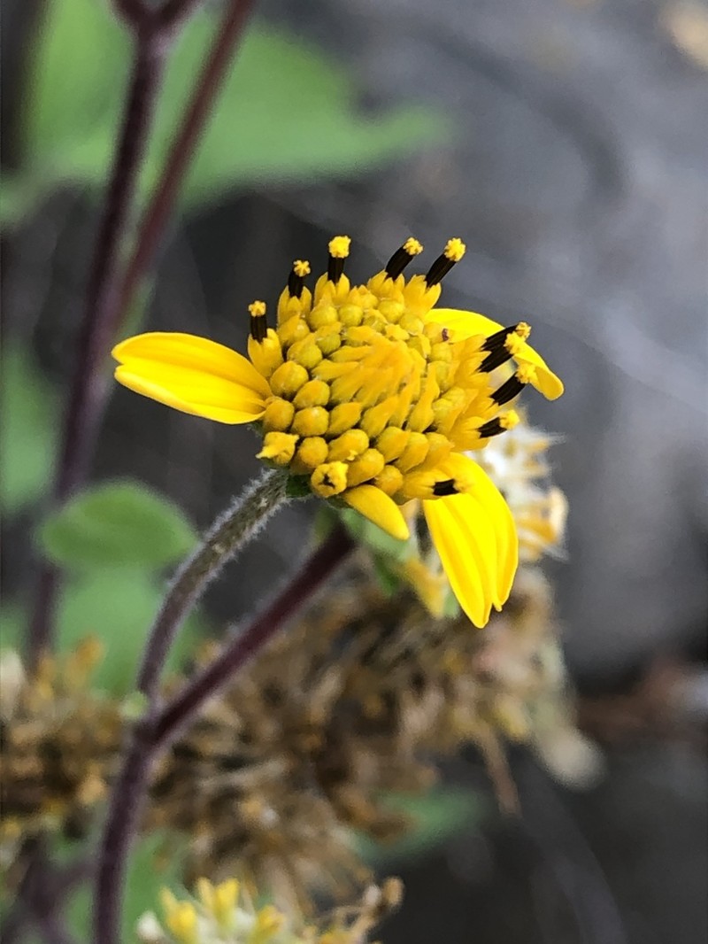 Verbesina peninsularis photo 3
