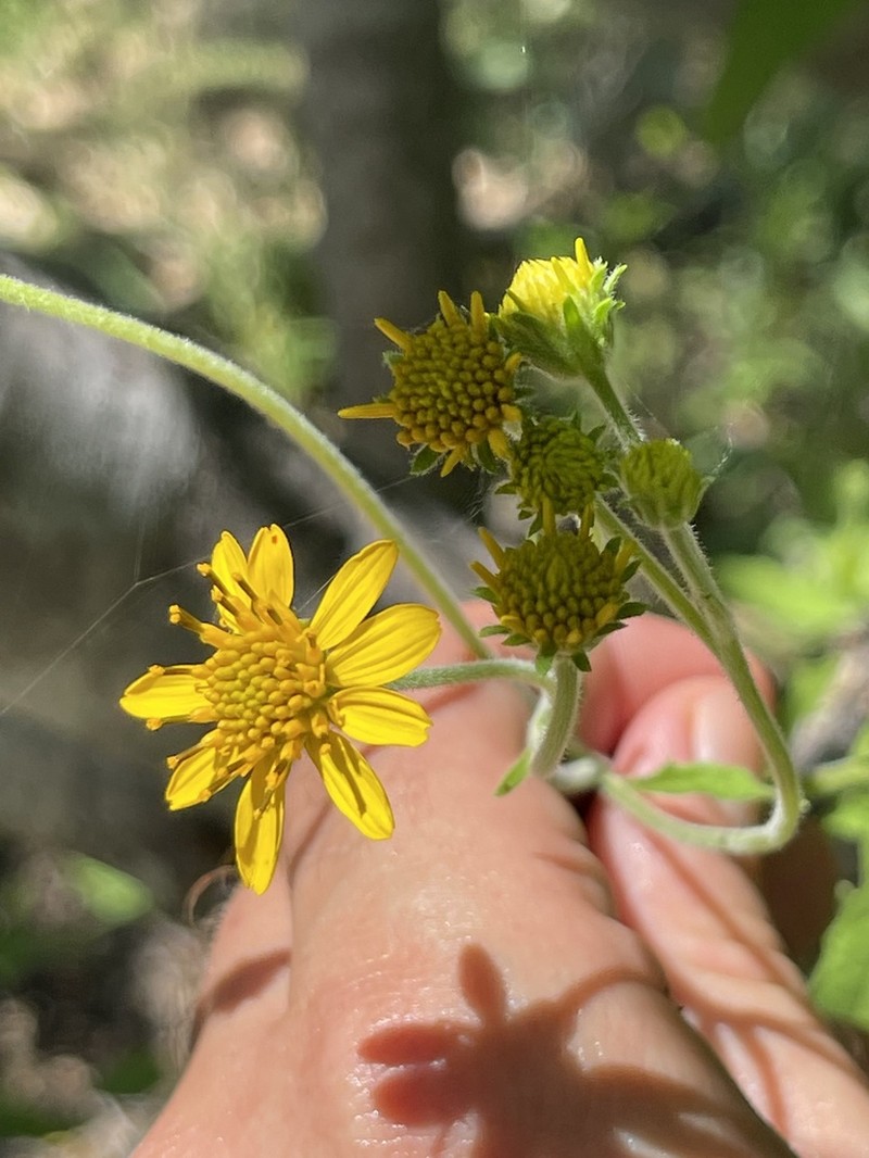 Verbesina peninsularis photo 4