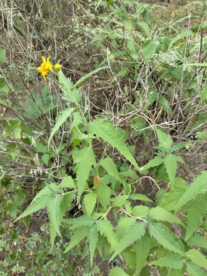 Verbesina peninsularis photo 5