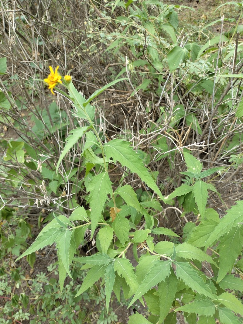 Verbesina peninsularis photo 6