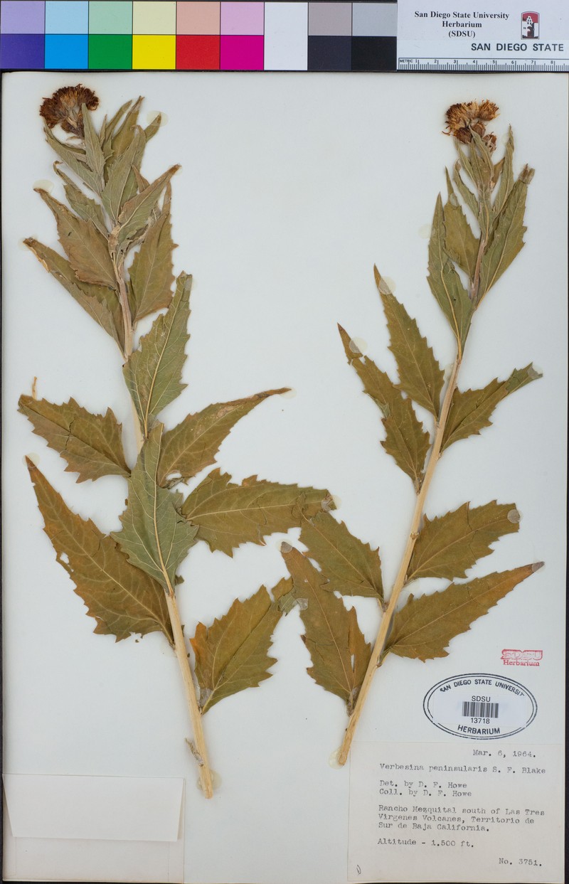 Verbesina peninsularis photo 8