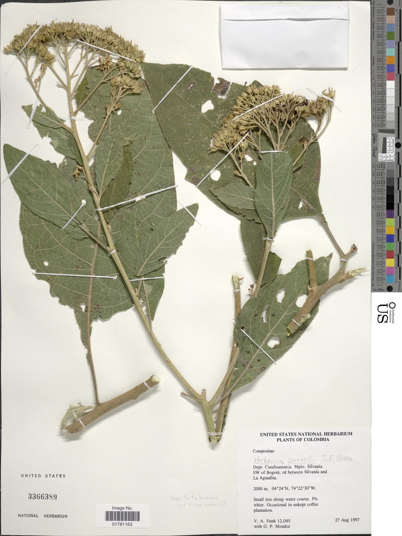 Verbesina pennellii