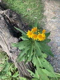 Verbesina persicifolia