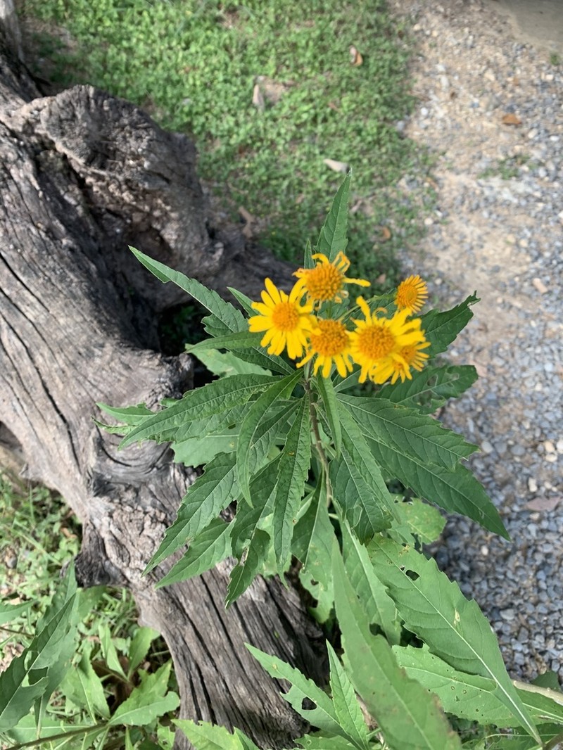 Verbesina persicifolia