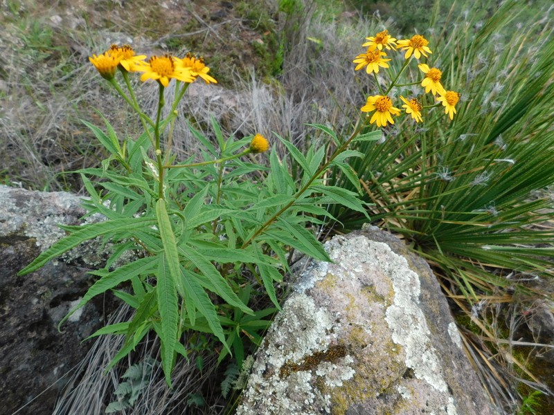 Verbesina persicifolia photo 2