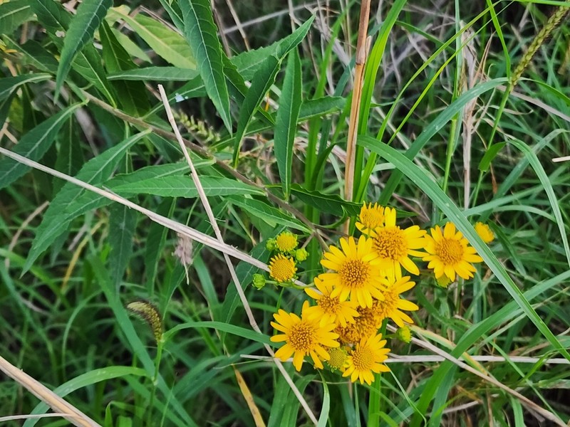 Verbesina persicifolia photo 3