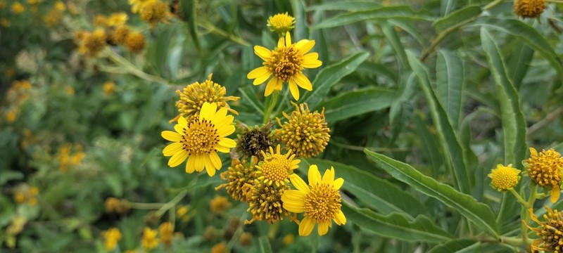 Verbesina persicifolia photo 4