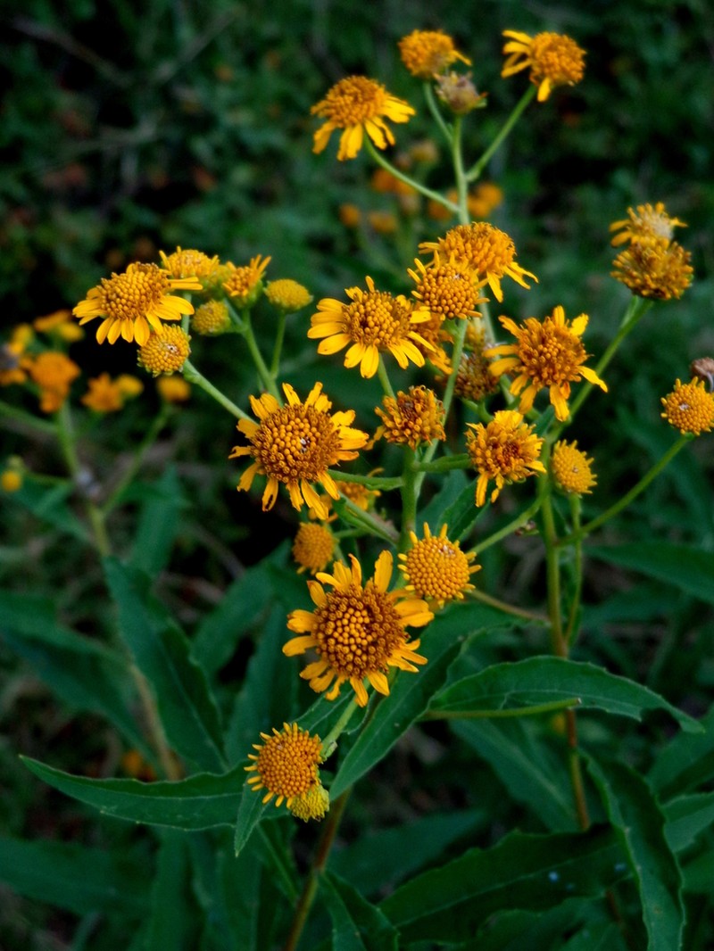 Verbesina persicifolia photo 5