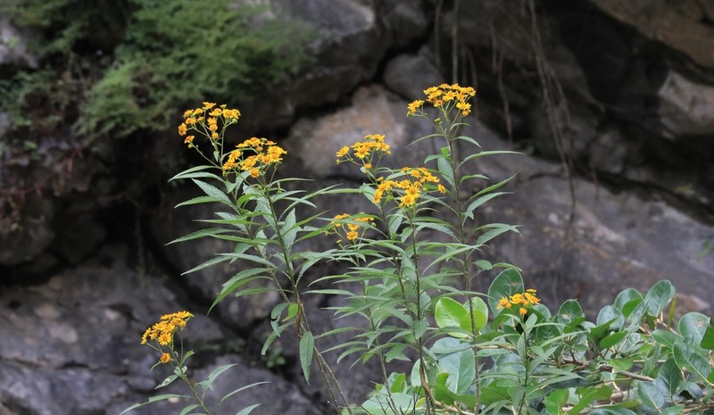 Verbesina persicifolia photo 6