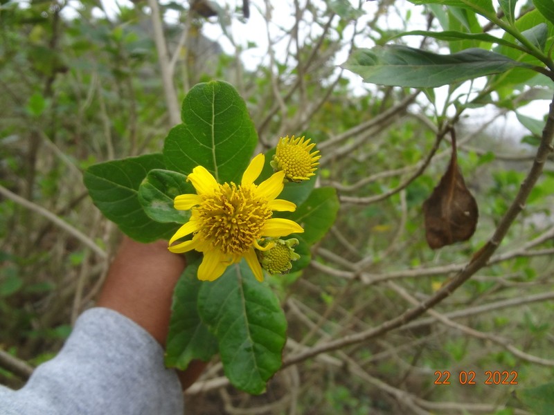 Verbesina persicifolia photo 7