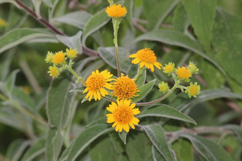 Verbesina persicifolia photo 8