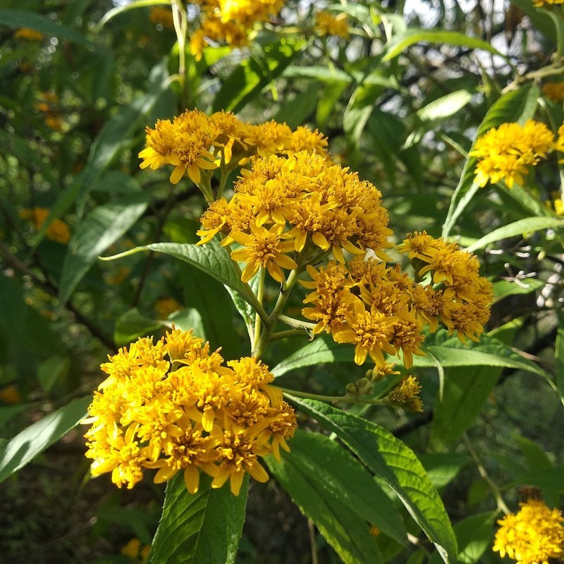 Verbesina perymenioides