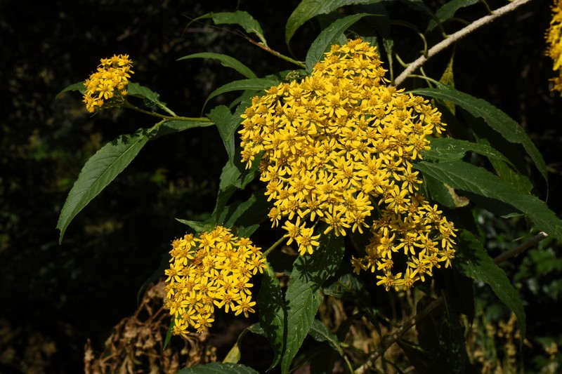 Verbesina perymenioides photo 2